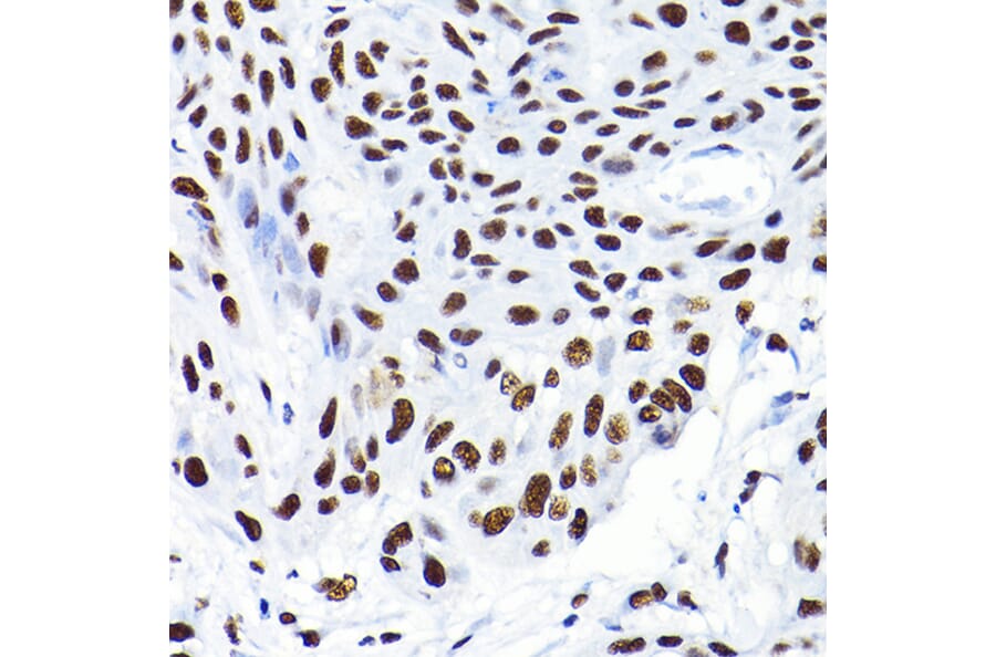 Immunohistochemistry - Anti-KAP1 Antibody (A13965) - Antibodies.com