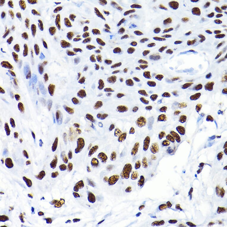 Immunohistochemistry - Anti-KAP1 Antibody (A13965) - Antibodies.com