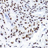 Immunohistochemistry - Anti-KAP1 Antibody (A13965) - Antibodies.com