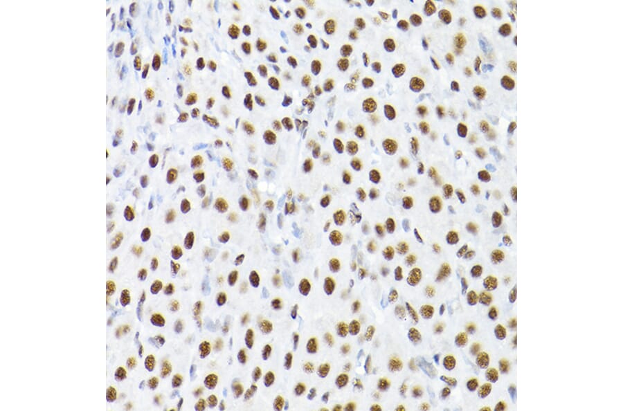 Immunohistochemistry - Anti-KAP1 Antibody (A13965) - Antibodies.com