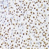 Immunohistochemistry - Anti-KAP1 Antibody (A13965) - Antibodies.com