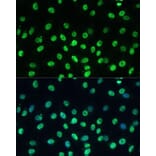 Immunofluorescence - Anti-KAP1 Antibody (A13965) - Antibodies.com