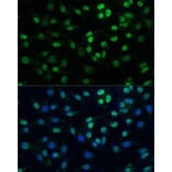 Immunofluorescence - Anti-KAP1 Antibody (A13965) - Antibodies.com