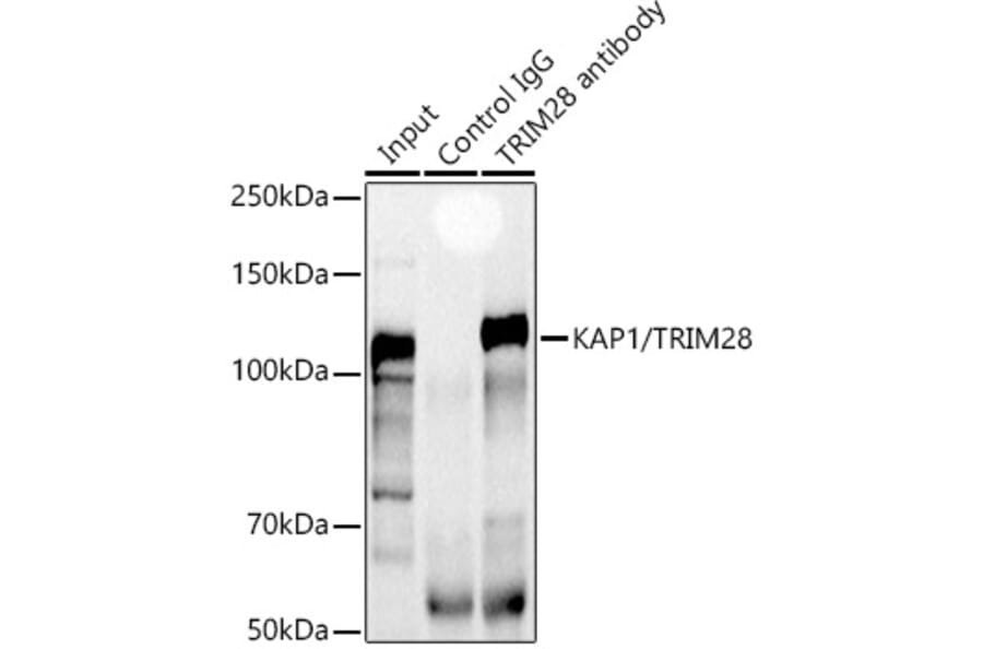 Western Blot - Anti-KAP1 Antibody (A13965) - Antibodies.com