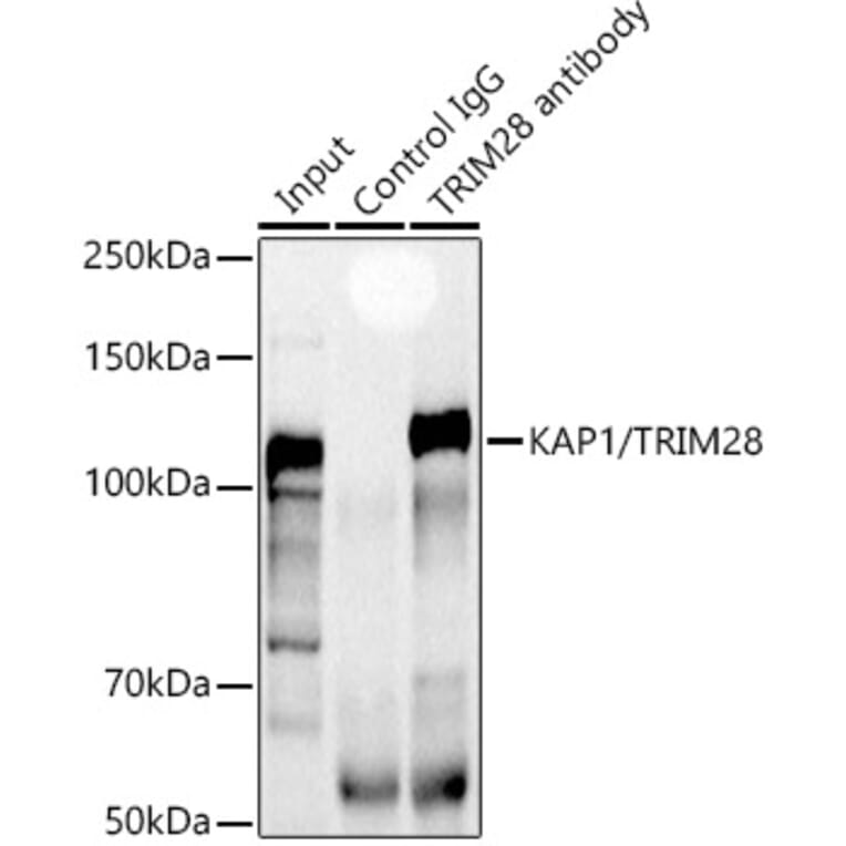 Western Blot - Anti-KAP1 Antibody (A13965) - Antibodies.com