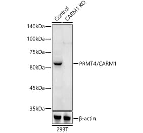 Western Blot - Anti-CARM1 Antibody (A13966) - Antibodies.com