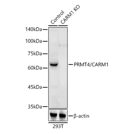 Western Blot - Anti-CARM1 Antibody (A13966) - Antibodies.com