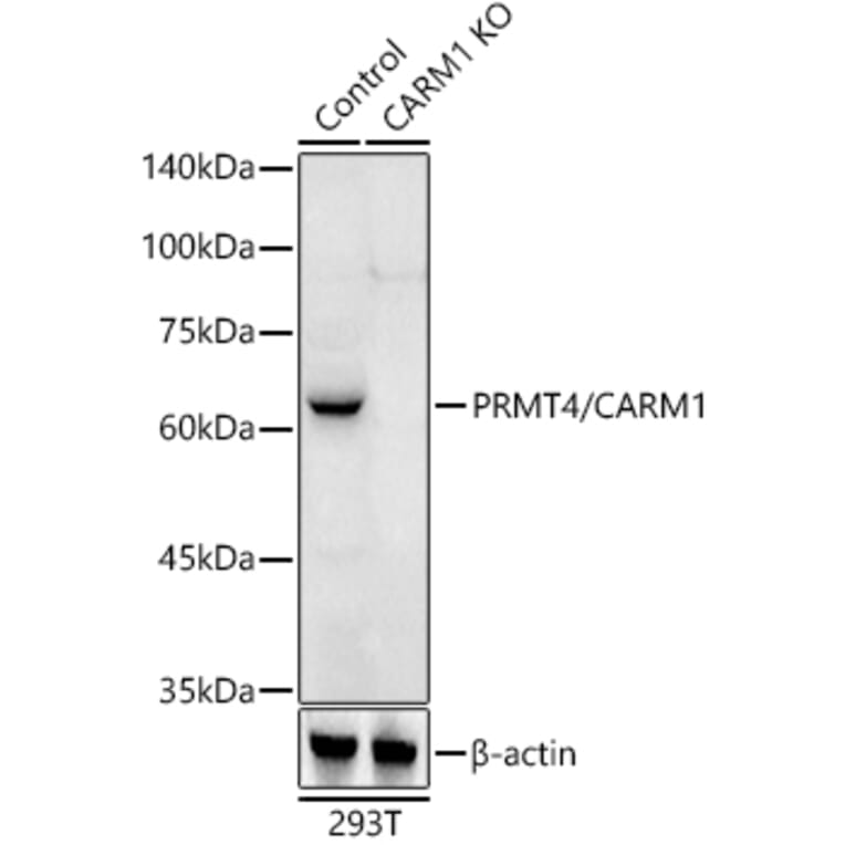 Western Blot - Anti-CARM1 Antibody (A13966) - Antibodies.com