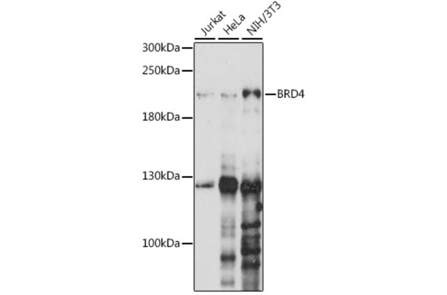 Western Blot - Anti-Brd4 Antibody (A13967) - Antibodies.com