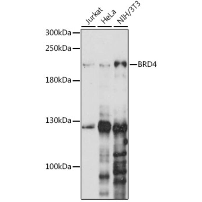 Western Blot - Anti-Brd4 Antibody (A13967) - Antibodies.com