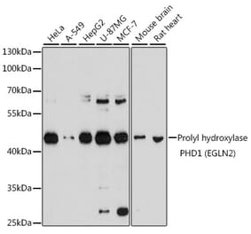 Western Blot - Anti-PHD1/prolyl hydroxylase Antibody (A13968) - Antibodies.com