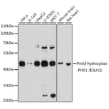 Western Blot - Anti-PHD1/prolyl hydroxylase Antibody (A13968) - Antibodies.com
