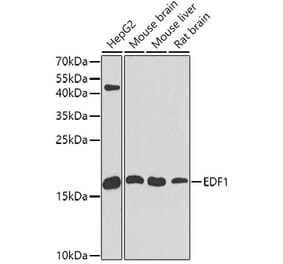 Western Blot - Anti-EDF1 Antibody (A13970) - Antibodies.com