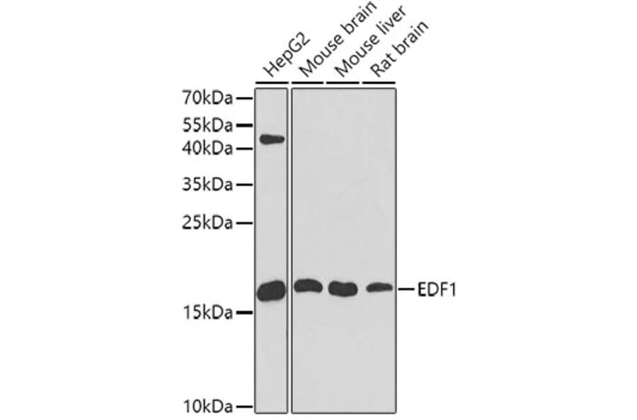 Western Blot - Anti-EDF1 Antibody (A13970) - Antibodies.com