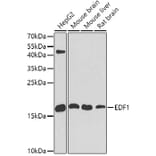 Western Blot - Anti-EDF1 Antibody (A13970) - Antibodies.com