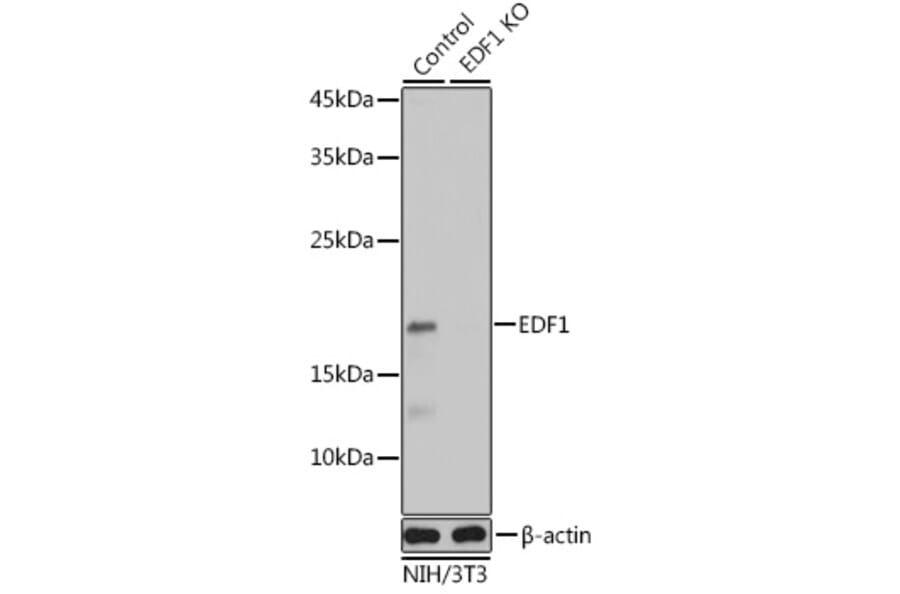 Western Blot - Anti-EDF1 Antibody (A13970) - Antibodies.com