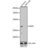 Western Blot - Anti-EDF1 Antibody (A13970) - Antibodies.com