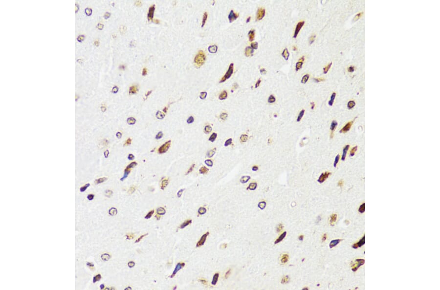 Immunohistochemistry - Anti-EDF1 Antibody (A13970) - Antibodies.com