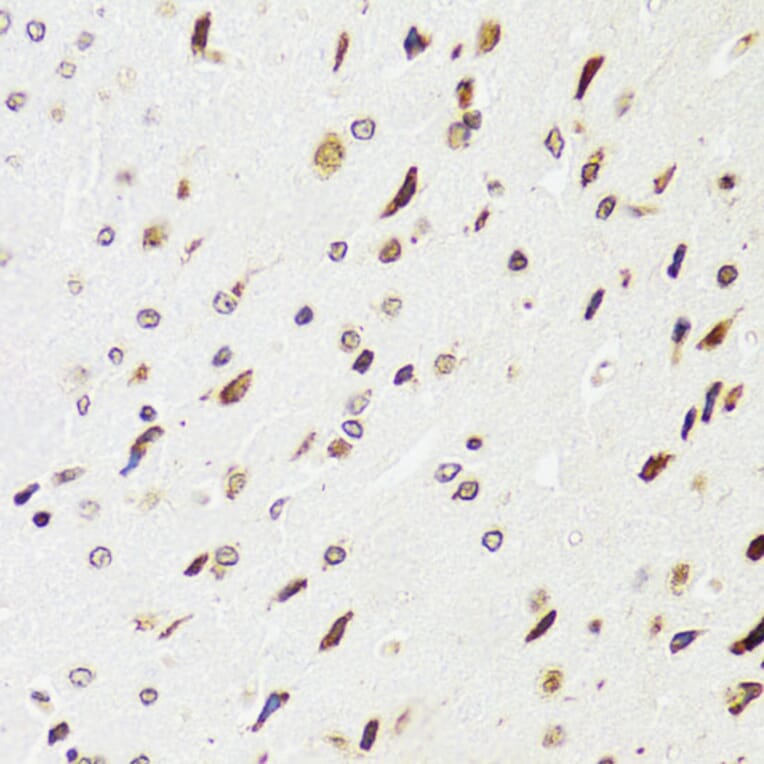 Immunohistochemistry - Anti-EDF1 Antibody (A13970) - Antibodies.com