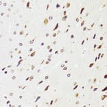 Immunohistochemistry - Anti-EDF1 Antibody (A13970) - Antibodies.com