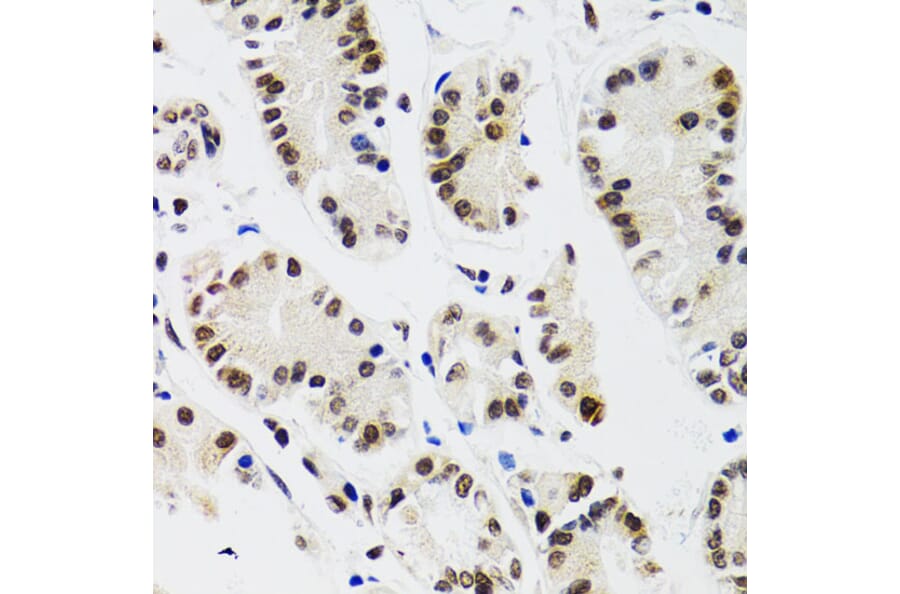 Immunohistochemistry - Anti-EDF1 Antibody (A13970) - Antibodies.com