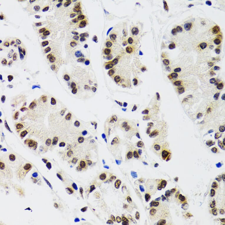 Immunohistochemistry - Anti-EDF1 Antibody (A13970) - Antibodies.com