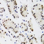 Immunohistochemistry - Anti-EDF1 Antibody (A13970) - Antibodies.com