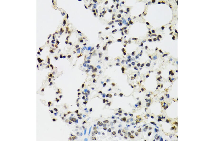 Immunohistochemistry - Anti-EDF1 Antibody (A13970) - Antibodies.com
