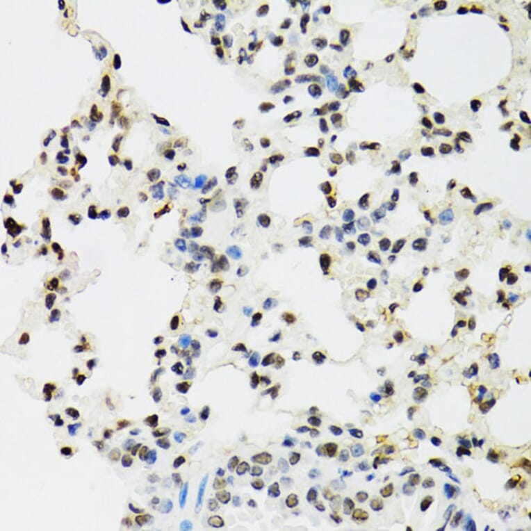 Immunohistochemistry - Anti-EDF1 Antibody (A13970) - Antibodies.com