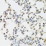 Immunohistochemistry - Anti-EDF1 Antibody (A13970) - Antibodies.com