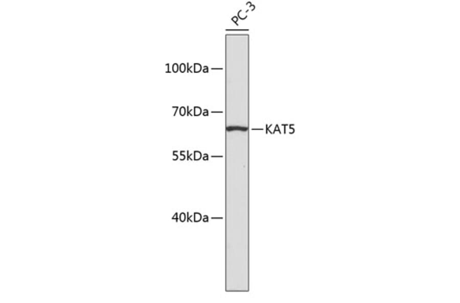 Western Blot - Anti-KAT5 Antibody (A2292) - Antibodies.com