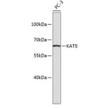 Western Blot - Anti-KAT5 Antibody (A2292) - Antibodies.com