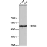 Western Blot - Anti-HDAC8 Antibody (A2323) - Antibodies.com