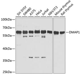 Western Blot - Anti-DMAP1 Antibody (A13974) - Antibodies.com