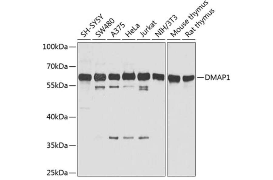 Western Blot - Anti-DMAP1 Antibody (A13974) - Antibodies.com