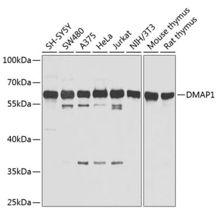 Western Blot - Anti-DMAP1 Antibody (A13974) - Antibodies.com