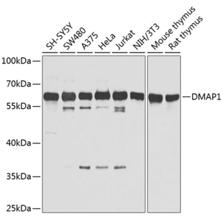 Western Blot - Anti-DMAP1 Antibody (A13974) - Antibodies.com