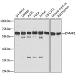 Western Blot - Anti-DMAP1 Antibody (A13974) - Antibodies.com