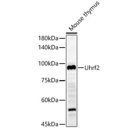 Western Blot - Anti-Uhrf2 Antibody (A13976) - Antibodies.com