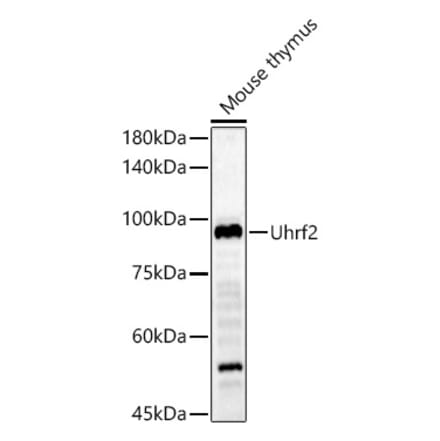 Western Blot - Anti-Uhrf2 Antibody (A13976) - Antibodies.com