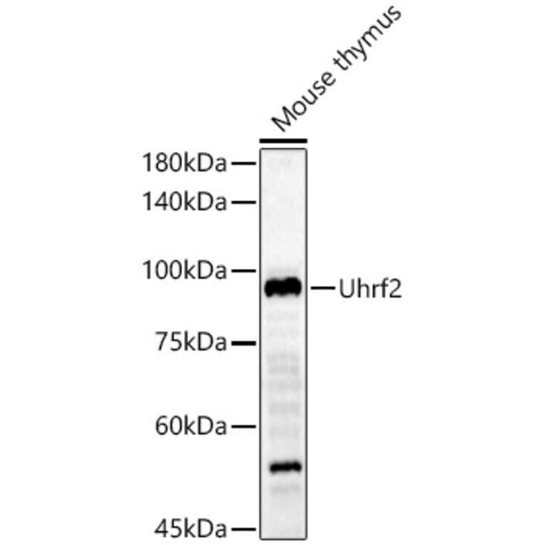 Western Blot - Anti-Uhrf2 Antibody (A13976) - Antibodies.com