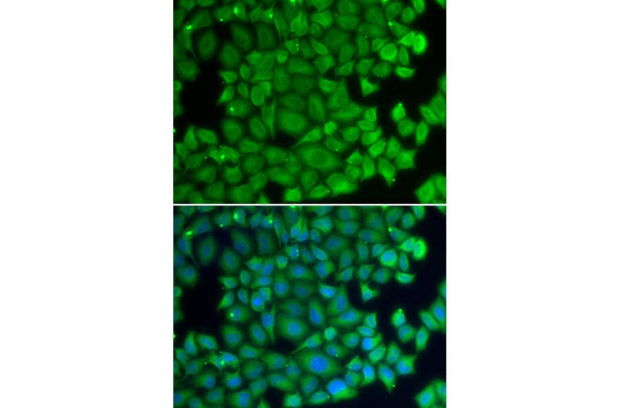 Immunofluorescence - Anti-Hsp27 Antibody (A13979) - Antibodies.com