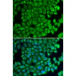 Immunofluorescence - Anti-Hsp27 Antibody (A13979) - Antibodies.com