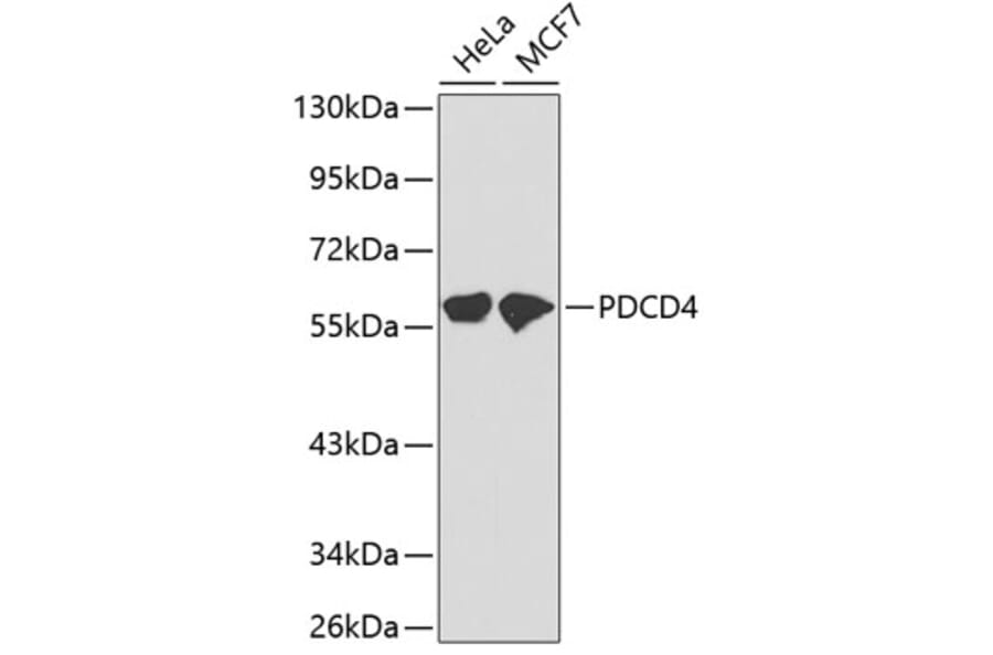 Western Blot - Anti-PDCD4 Antibody (A13980) - Antibodies.com