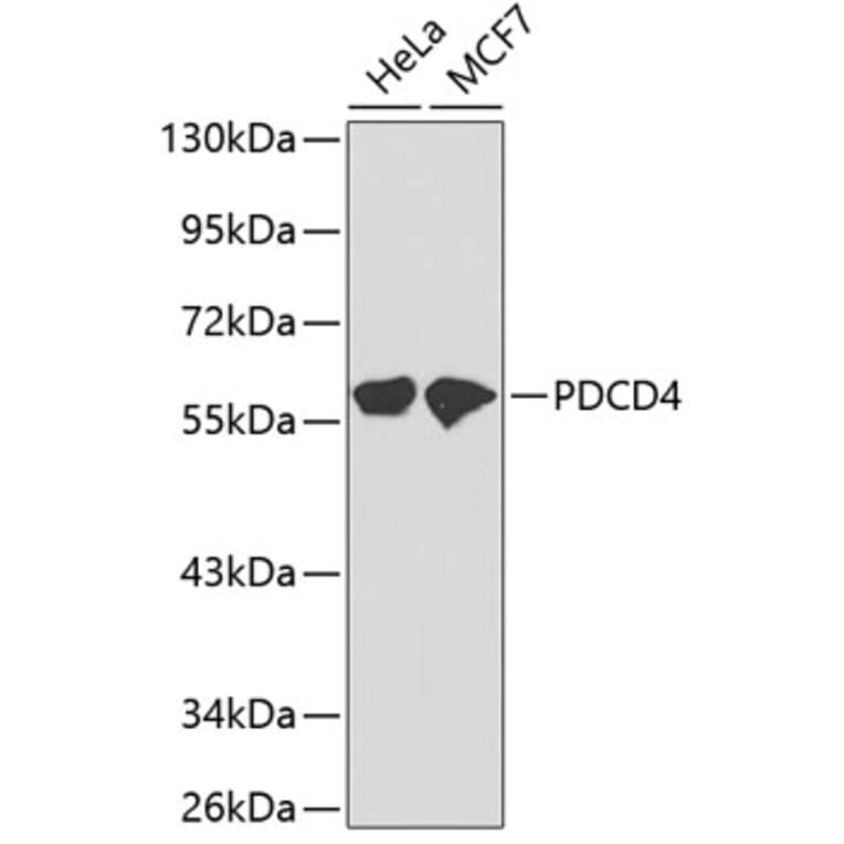 Western Blot - Anti-PDCD4 Antibody (A13980) - Antibodies.com