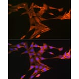 Immunofluorescence - Anti-Squalene Epoxidase Antibody (A13981) - Antibodies.com