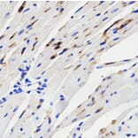 Immunohistochemistry - Anti-MAPK14 Antibody (A2441) - Antibodies.com