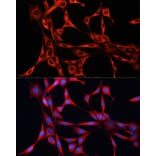 Immunofluorescence - Anti-mTOR Antibody (A13984) - Antibodies.com