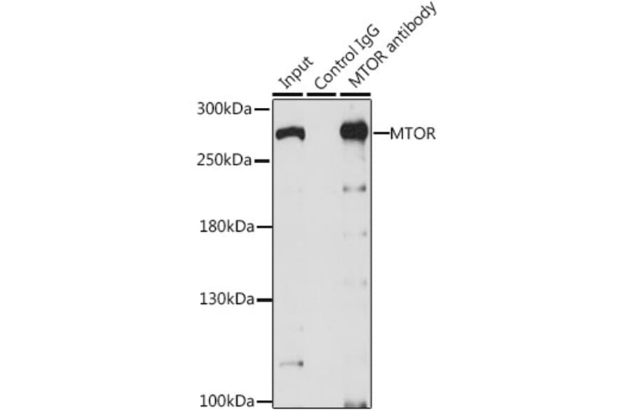 Western Blot - Anti-mTOR Antibody (A13984) - Antibodies.com