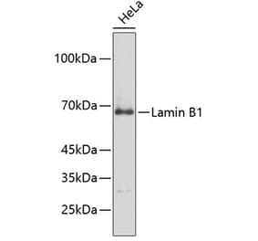 Western Blot - Anti-Lamin B1 Antibody (A13985) - Antibodies.com